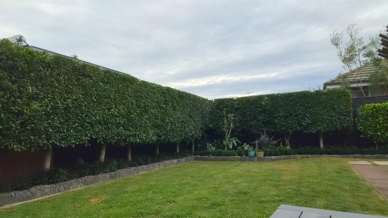 Hedge trimming in Bayside Melbourne - tall ficus hedge shaped above a mown backyard lawn